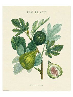 IKEA BILD Poster, fig plant, 16x20 "